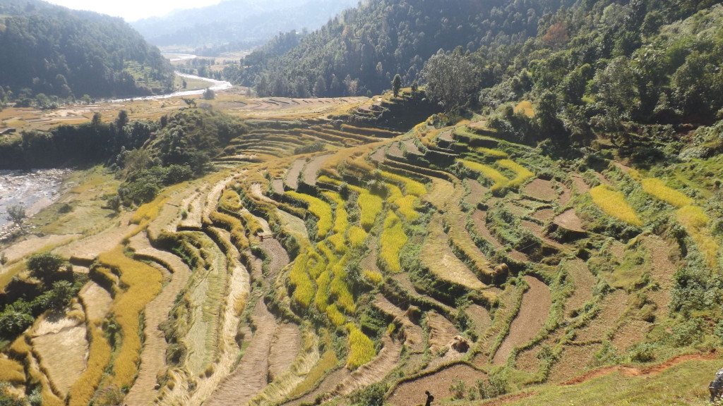  english rice farming in a mountain landscape nepal