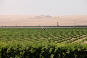 farming in the desert near the peruvian coast