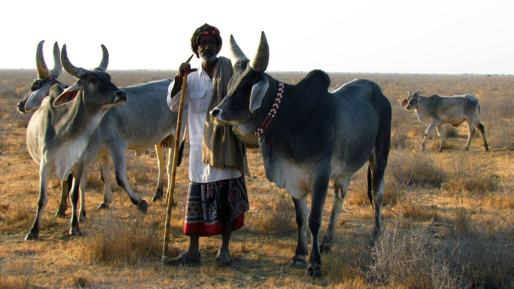 sustainable livestock husbandry in gujarat india