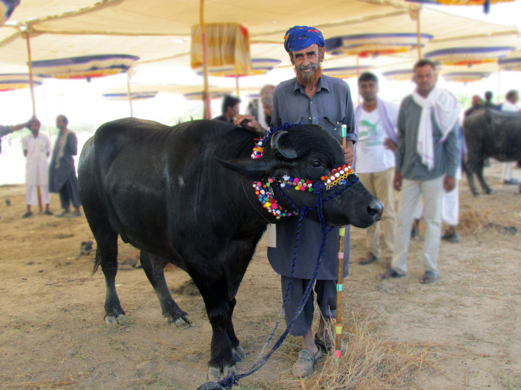 the happy pastoralist gujarat india