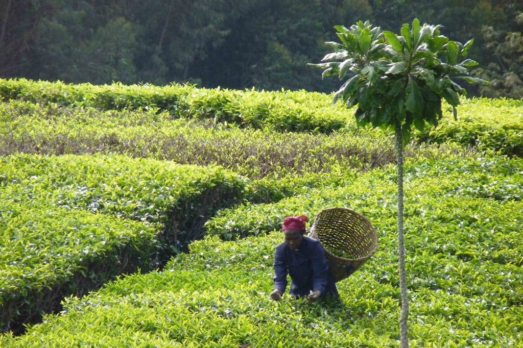 picking tea near imenti kenya