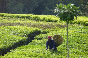  english picking tea near imenti kenya