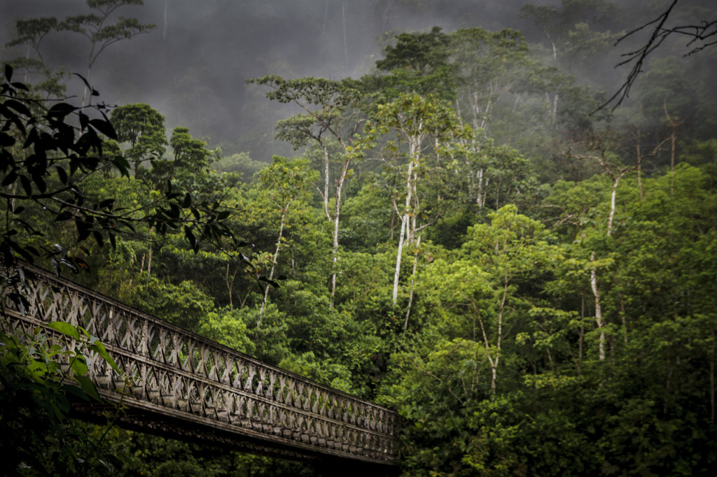 puente selva ecuador