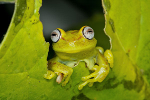 english hypsiboas tree frog manu national park peru