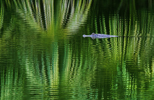  english rainforest reflection manu national park peru