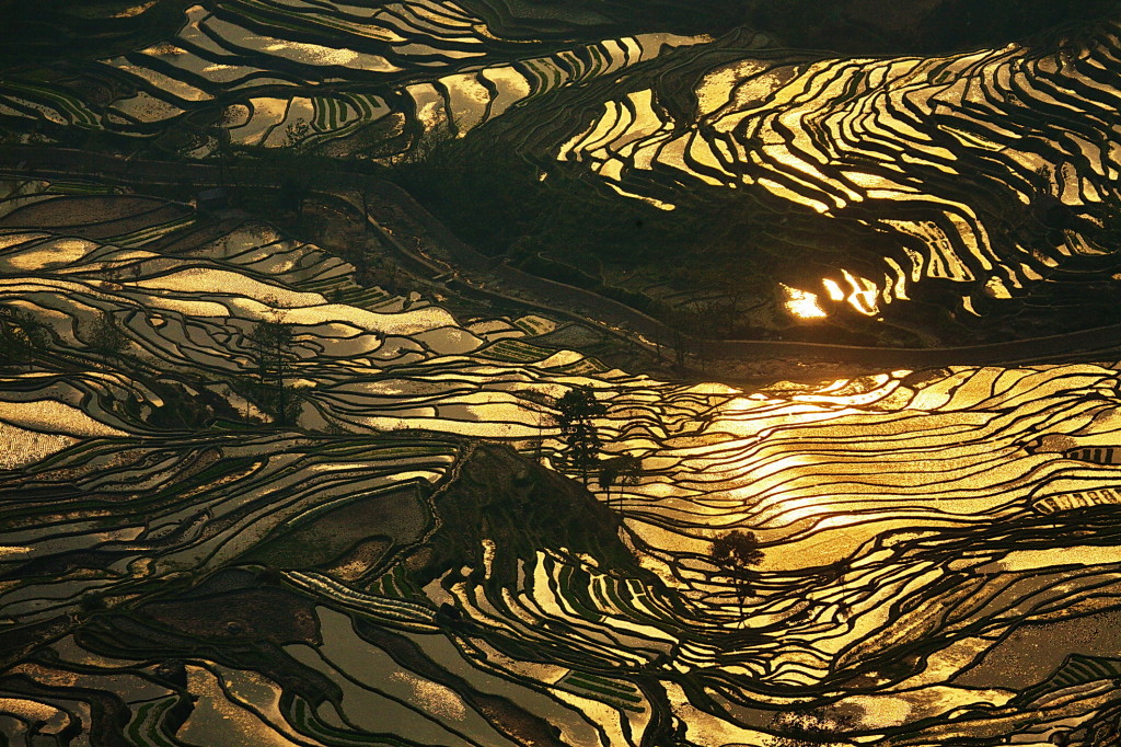 terraced rice fields of yuanyang china 2 
