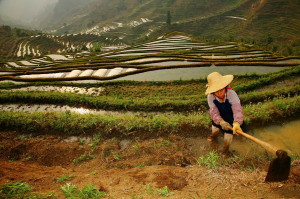 terraced rice fields of yuanyang china 3 