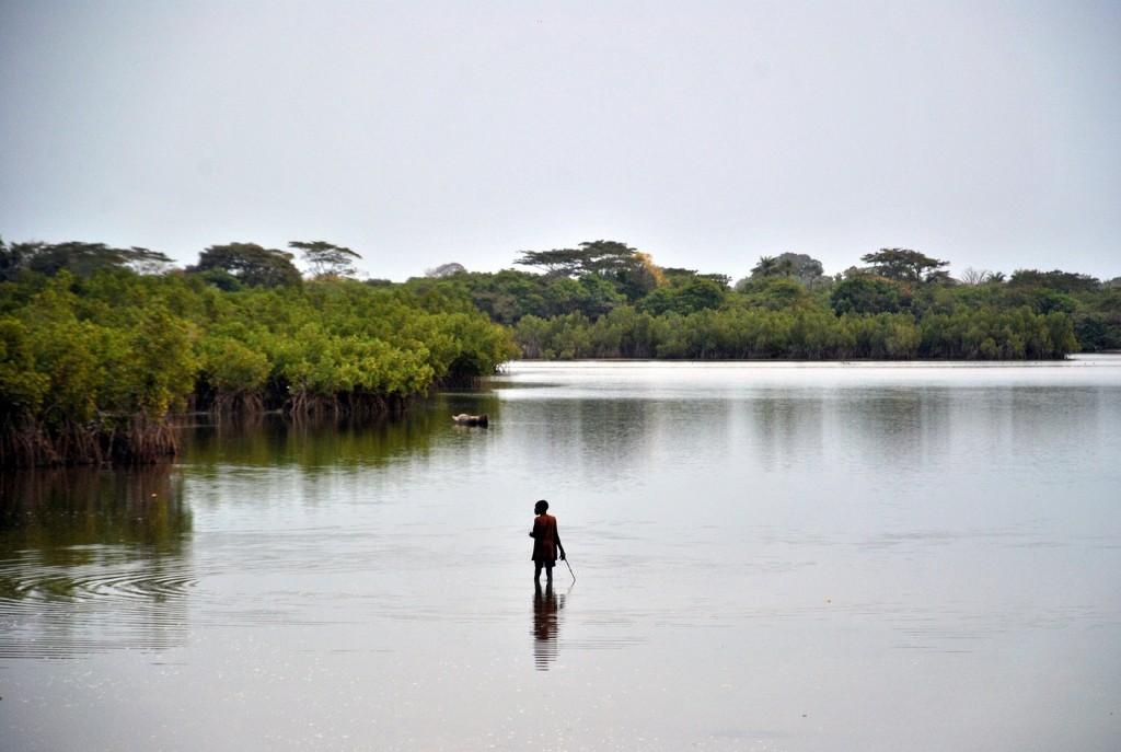 mangroves and livelihoods in guinea bissau