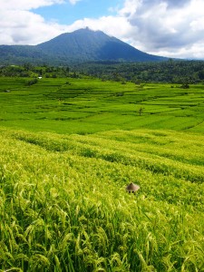 the rice fields of jatiluwih bali indonesia