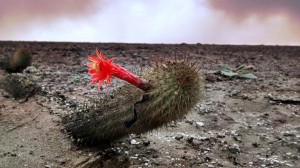 cactus iomas vida en el desierto de lima peru