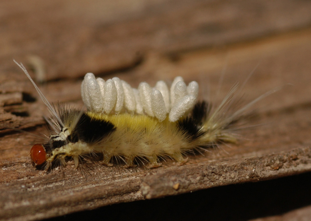 caterpillar carrying wasps nests los amigos biological station peru