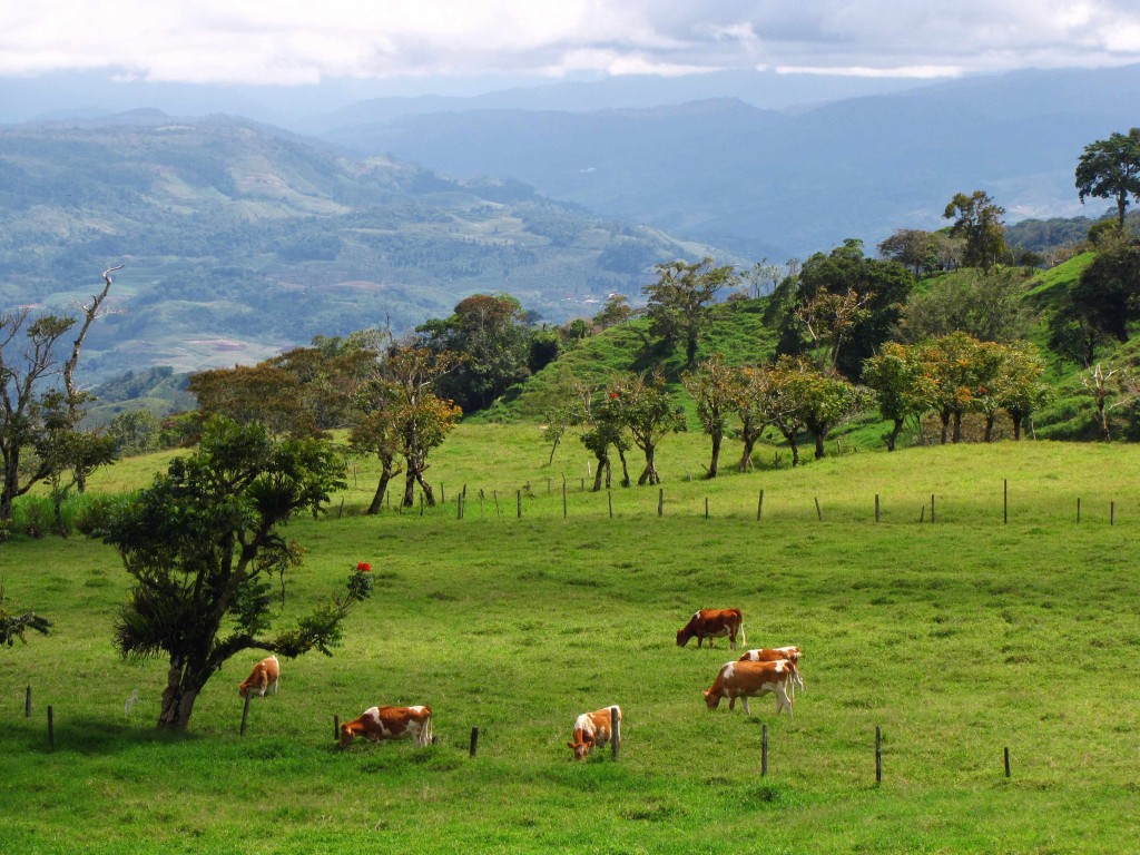 cows forests and the volcano santa cruz costa rica