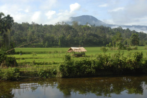 forest villages for sustainable livelihood jambi indonesia