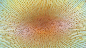 fungus amongus manu biosphere reserve peru
