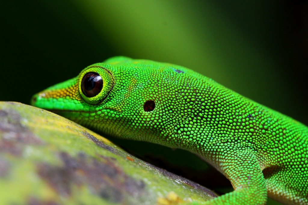 green gecko a landscape for parasites seychelles