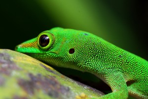  english green gecko a landscape for parasites seychelles