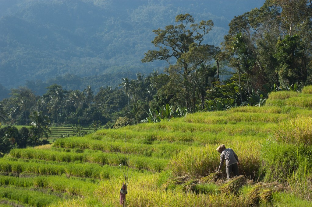 harvesting rice north sumatra