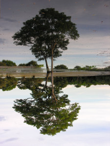  el pantanal brazil