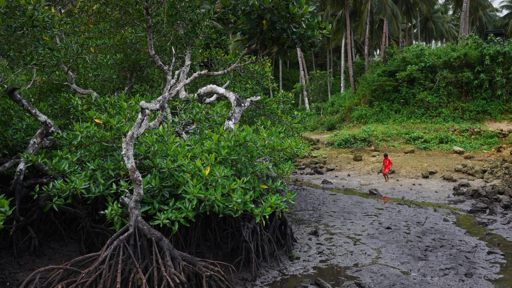  english keeping the mangrove buton southeast sulawesi indonesia