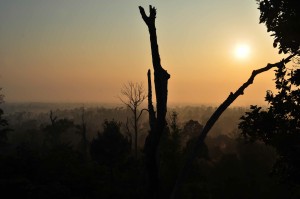 bosque de tierras bajas en sumatra indonesia