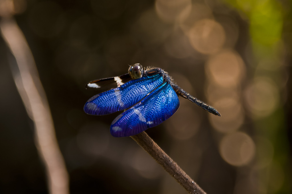 the rainforest bluewing madre de dios peru