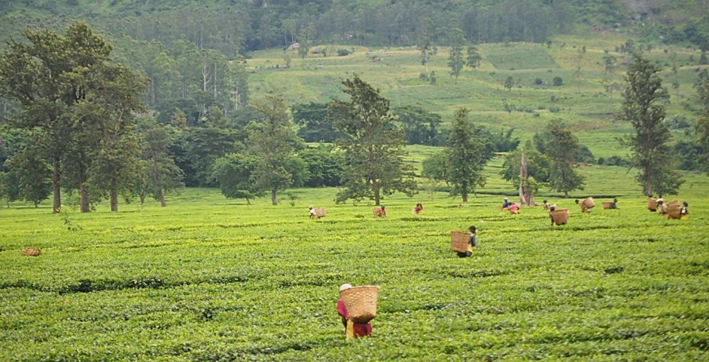  english tea plantation malawi