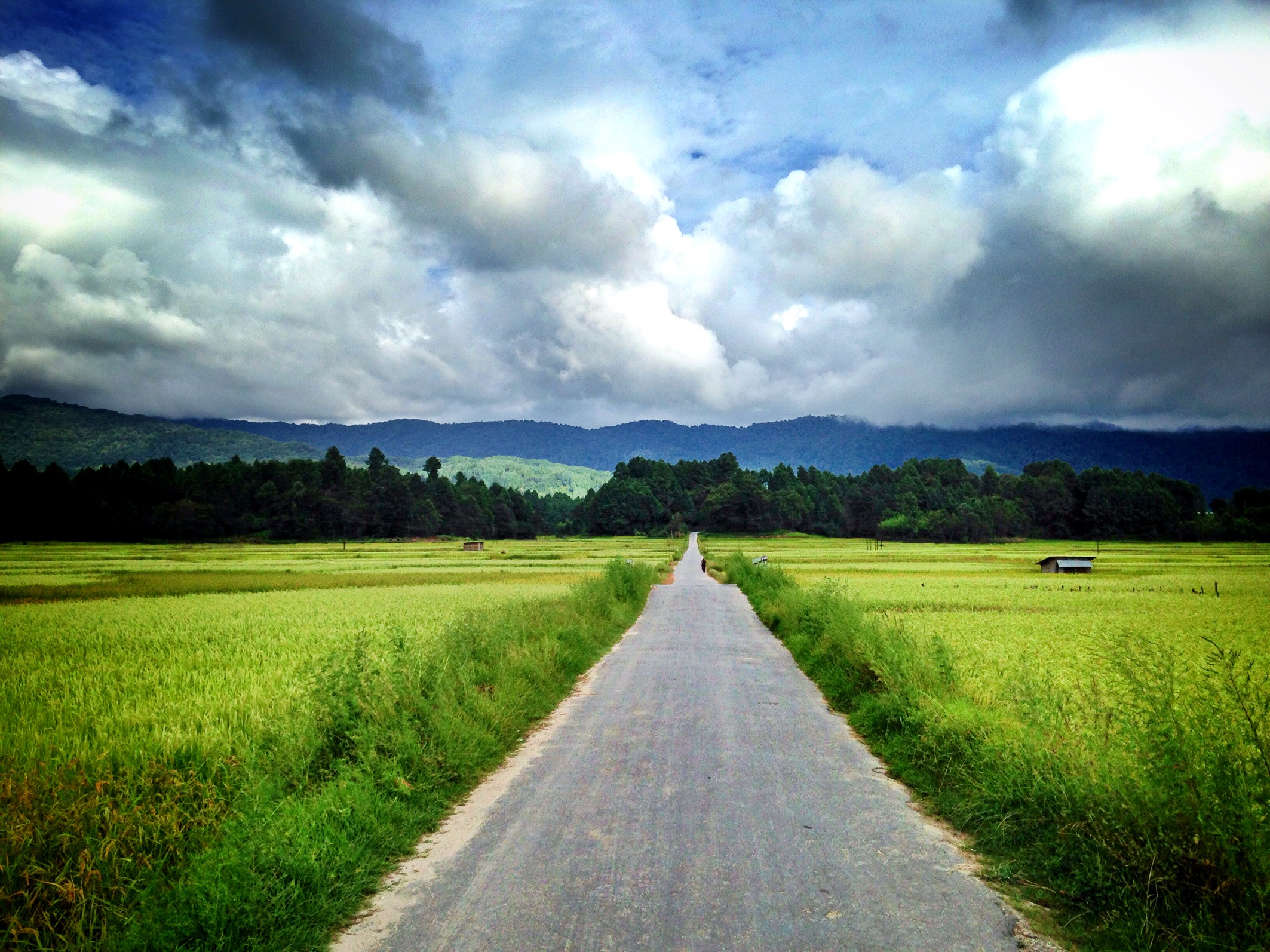 integrated rice and fish farms in ziro arunachal  pradesh  india