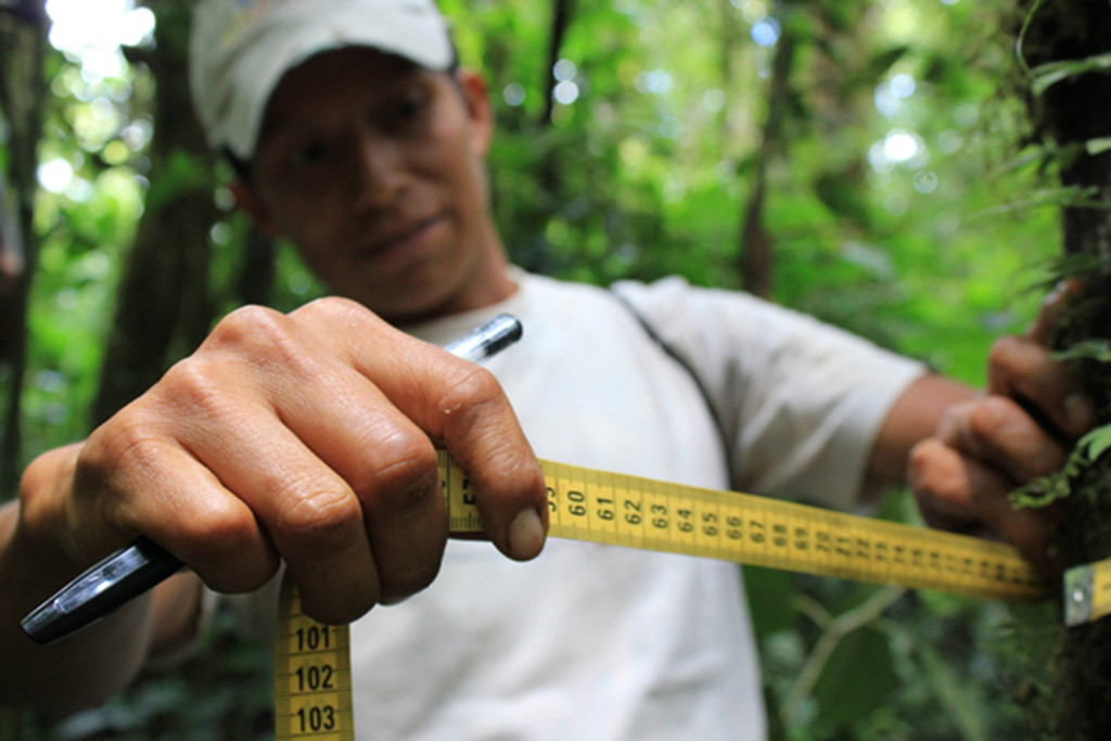  espanol midiendo el bosque ecuador