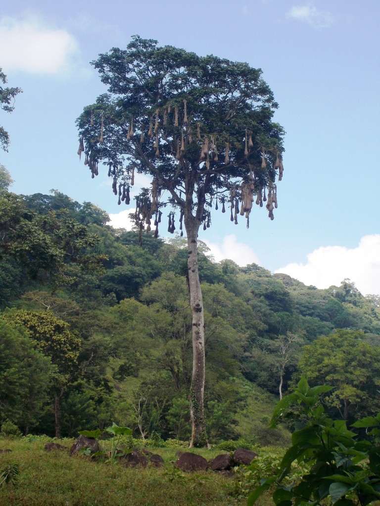 selva tropical nidos y ambiente humano veracruz mexico