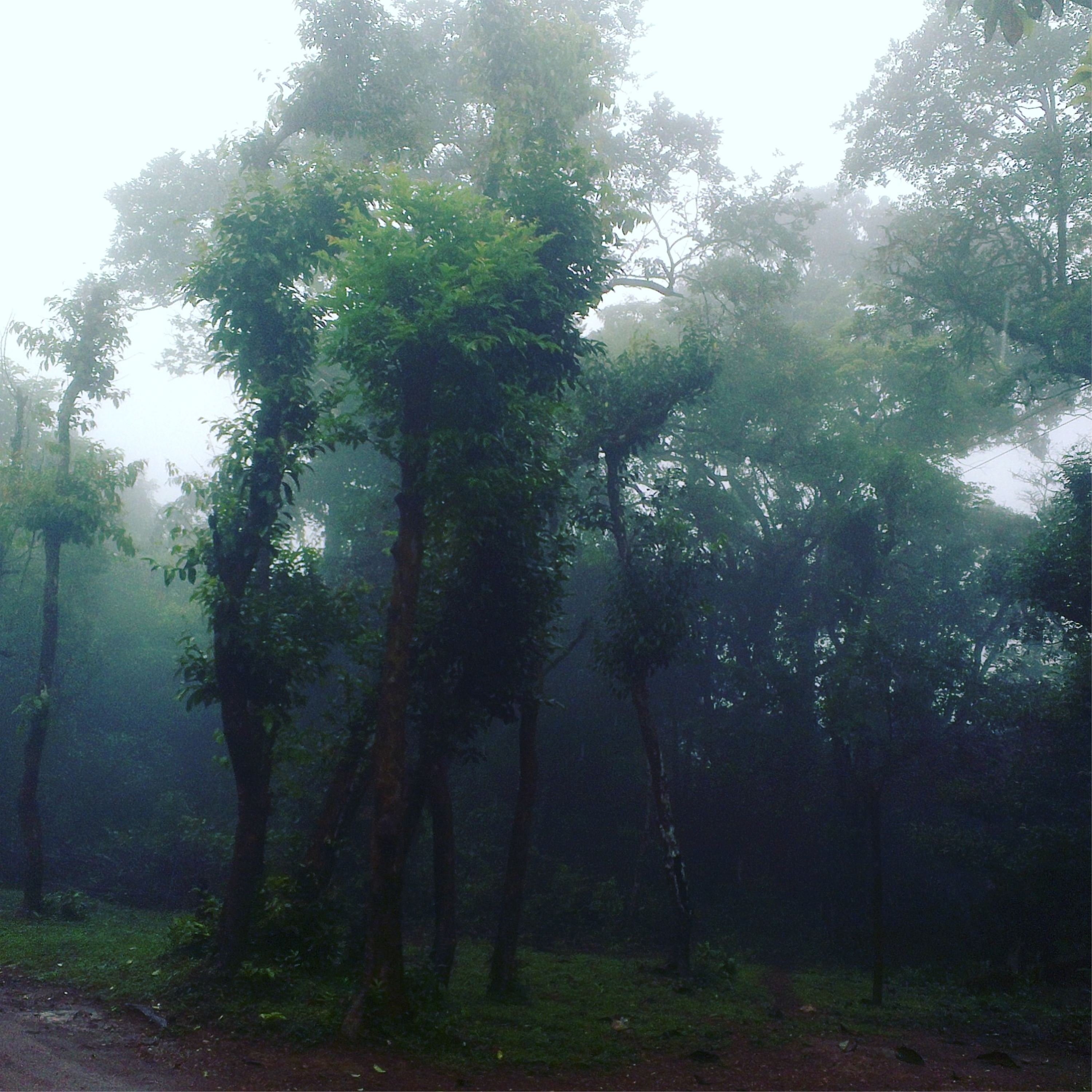 Rainforest under the spell of the South Asian Monsoons