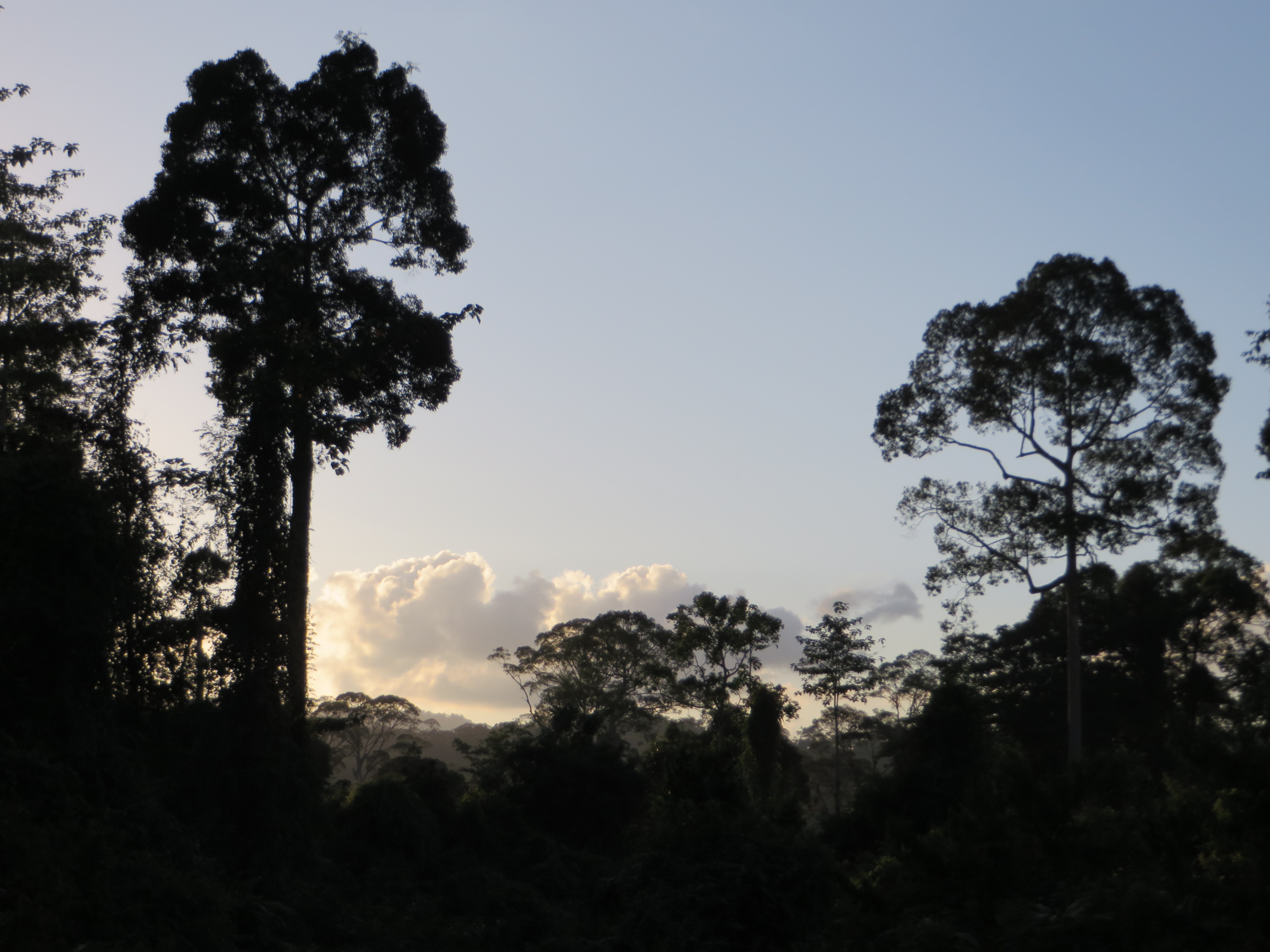 Skyline of pristine forest in Borneo