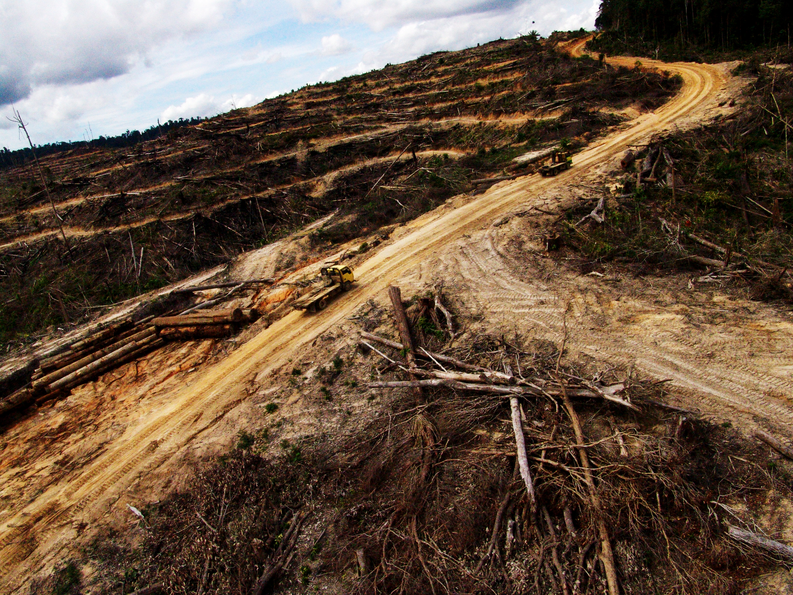 Dry lowland deforestation