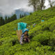 Tea garden workers