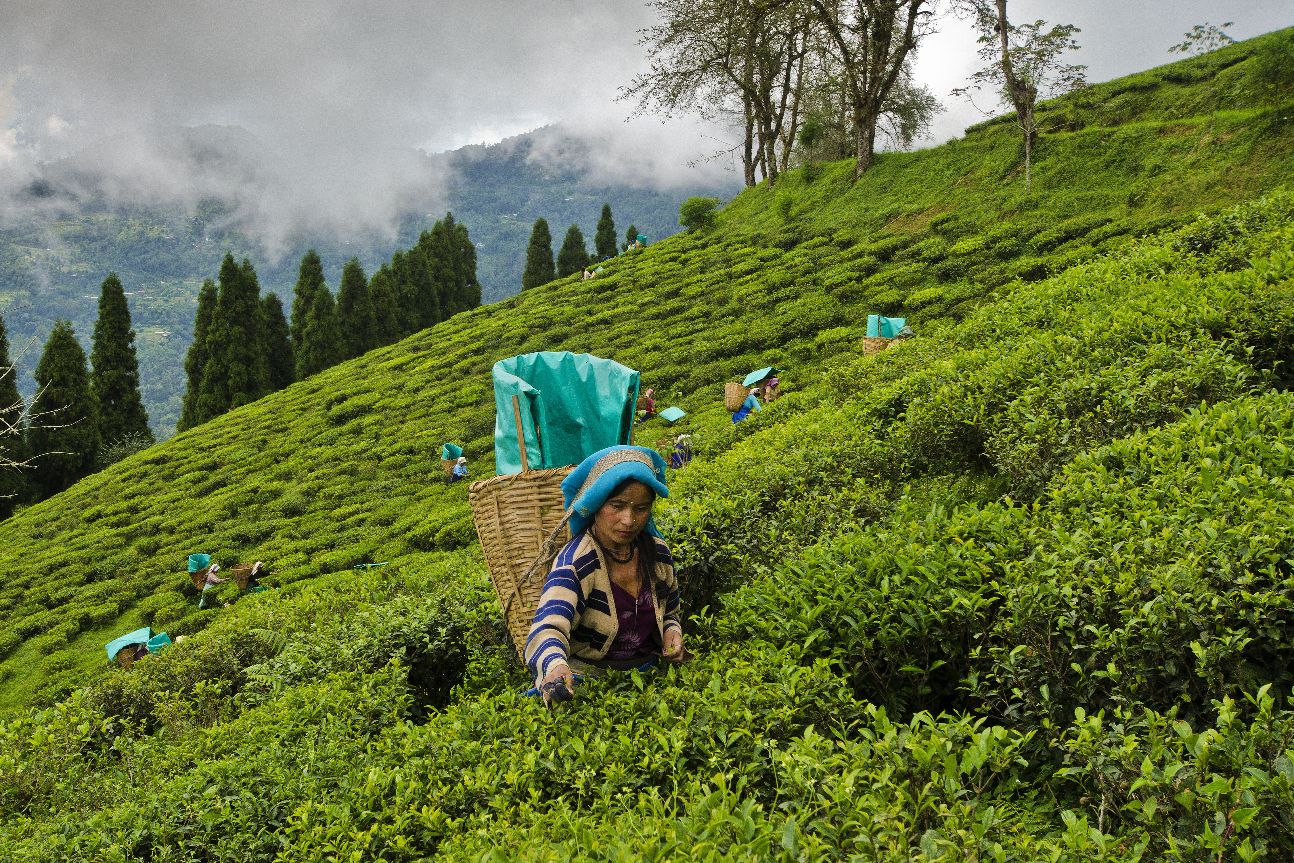 Tea garden workers