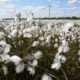 Cotton grass and windfarm