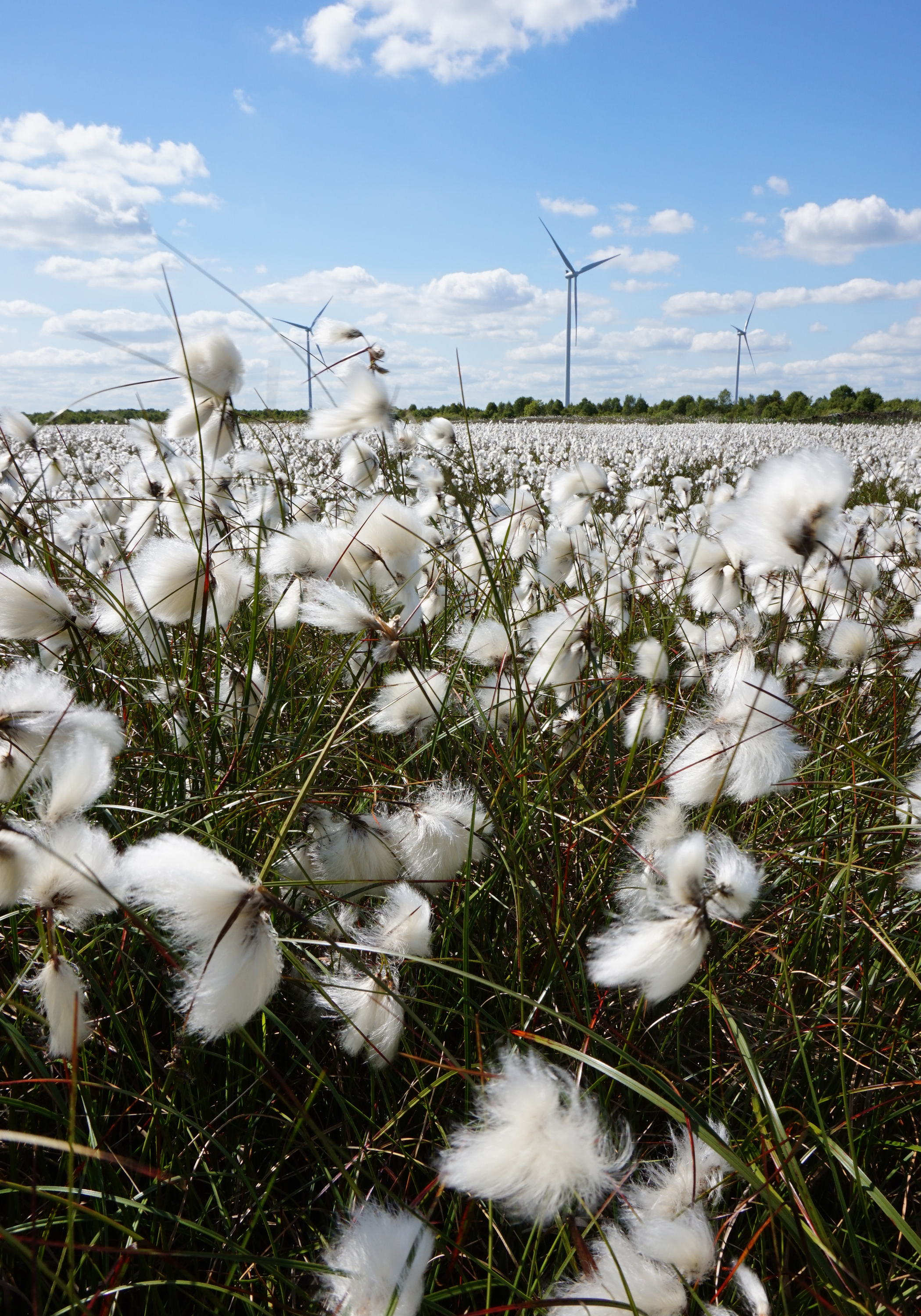 Cotton grass and windfarm