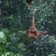 Orangutan Baby at Semenggoh Nature Reserve