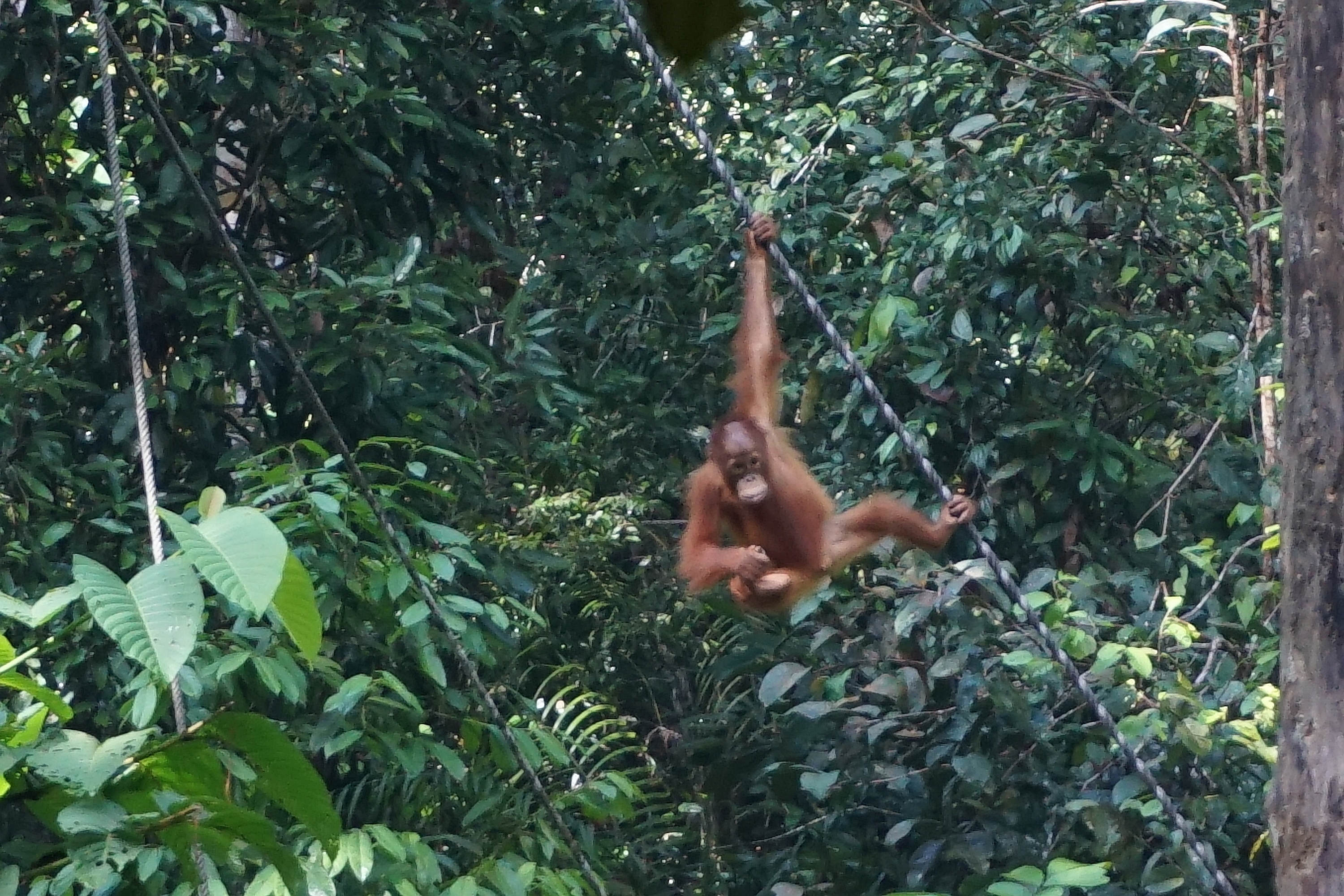 Orangutan Baby at Semenggoh Nature Reserve