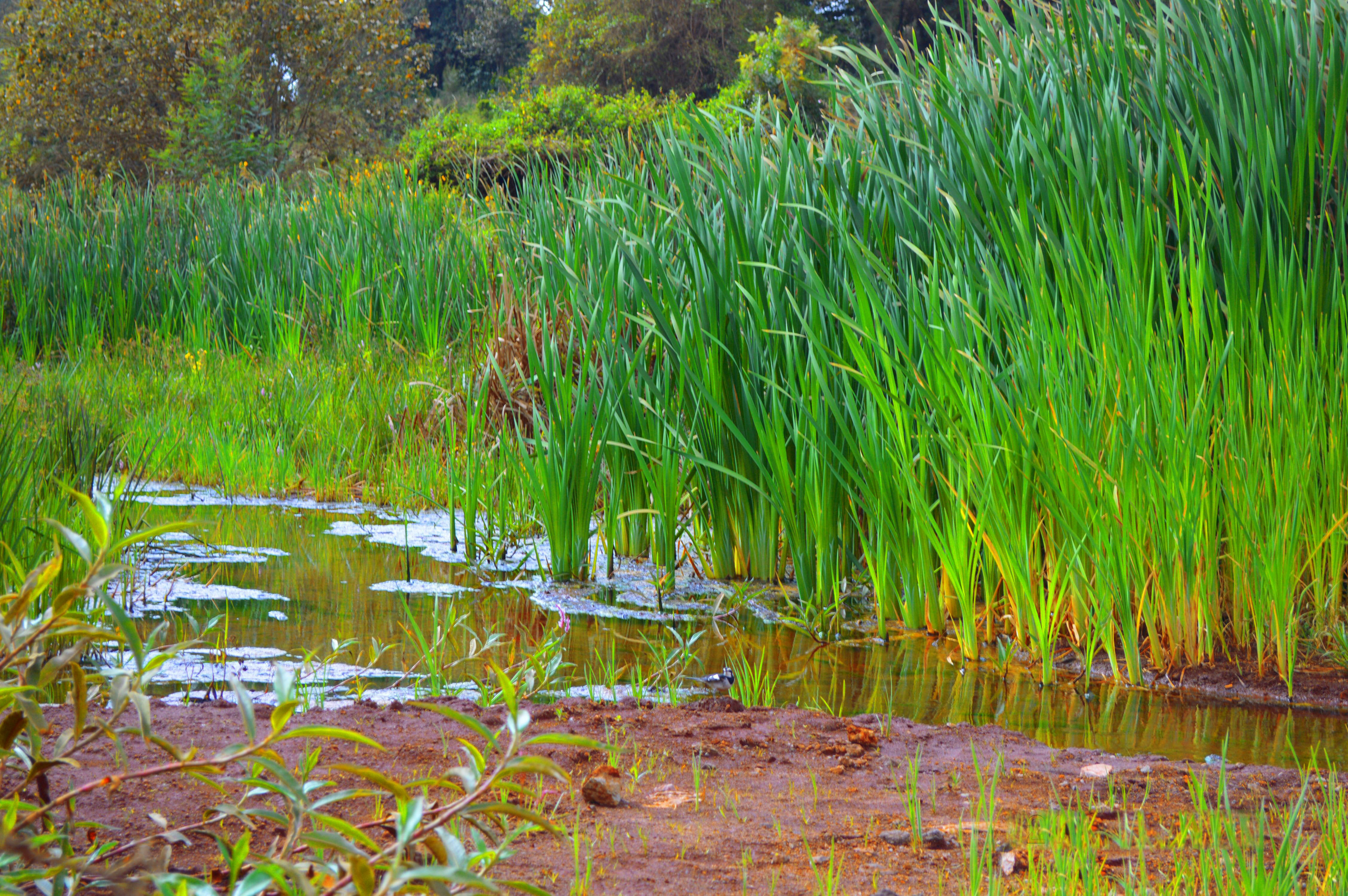 Ondiri Swamp - Kenya's Only Quaking Bog and the Second Deepest Wetland in Africa
