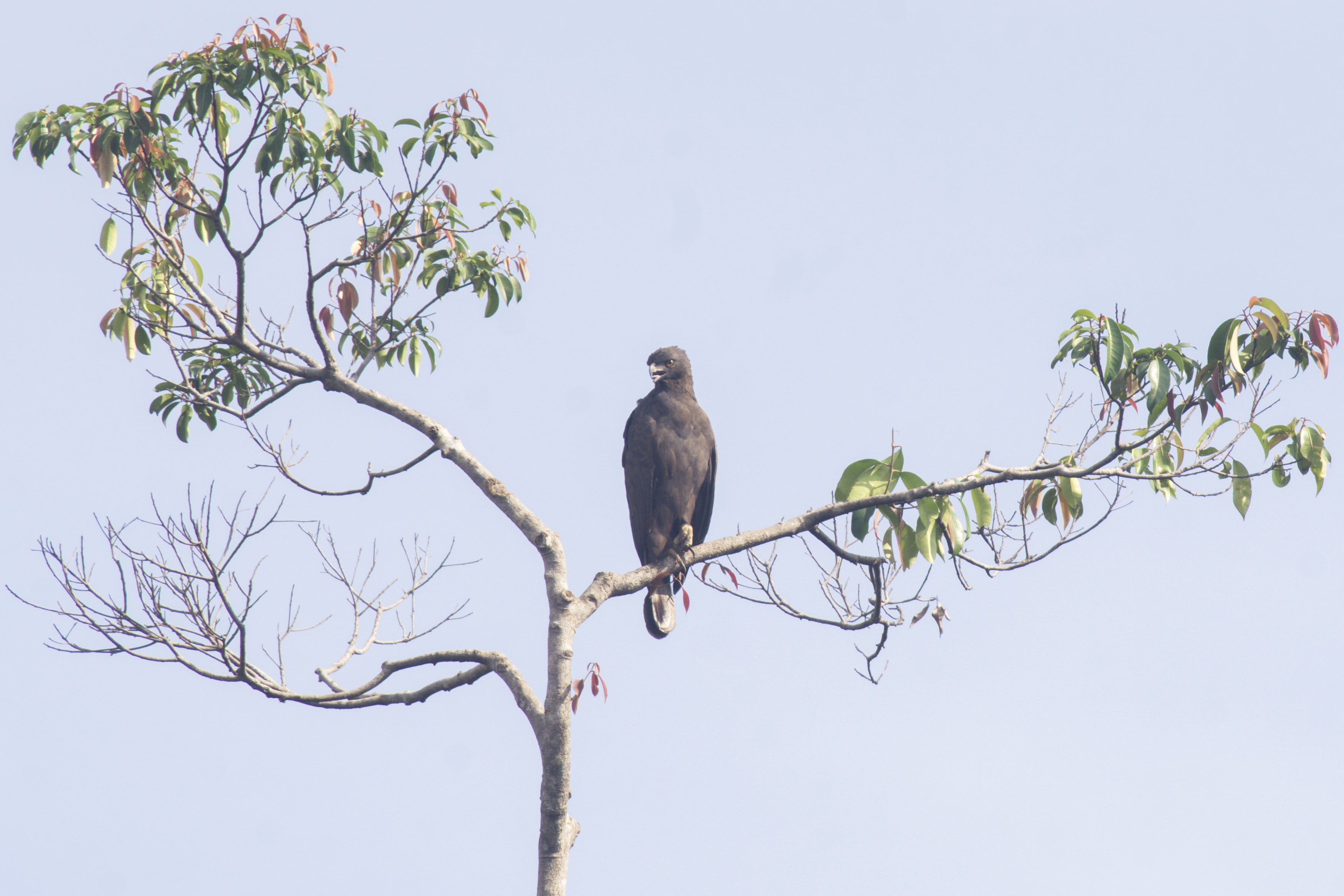 Black Eagle in Sebangau River