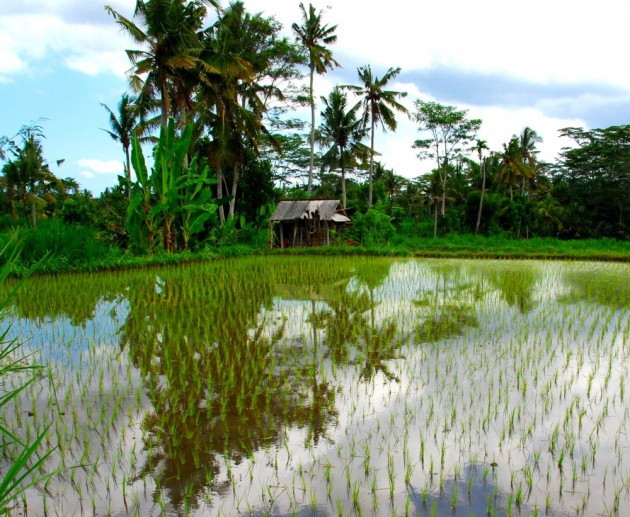 Rice is a major contributor of methane, a very potent greenhouse gas