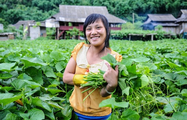 Young people like Nga Ha bundle chayote for money to buy school books in Tan Lac District Vietnam as part of SADU project. Georgina Smith/CIAT