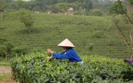 tea farming Vietnam