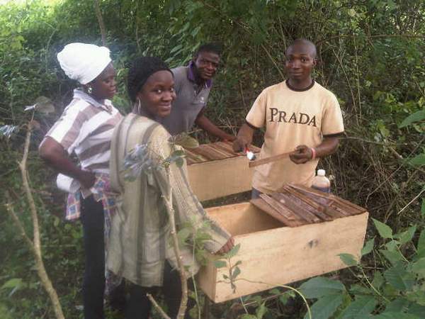 apiculture nigeria