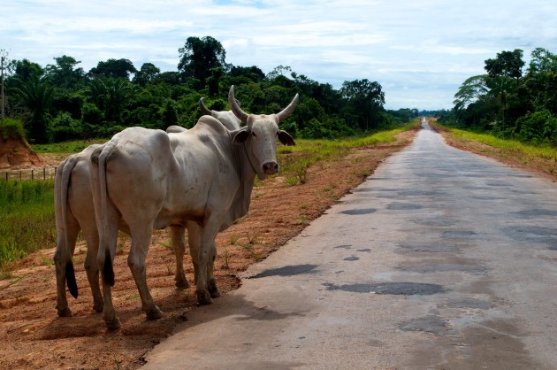 Roads and Cattle