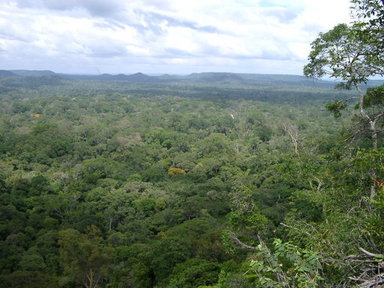 natural_forest_for_timber_production_at_jari_florestal_brazil-Sabogal
