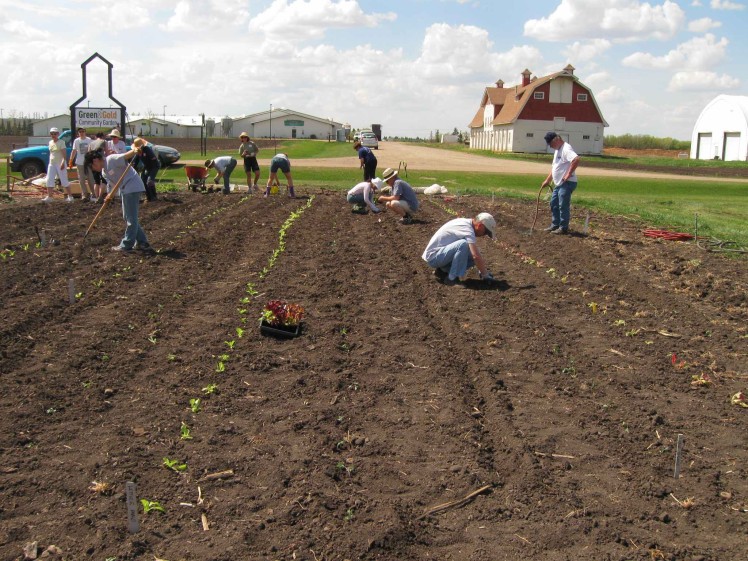 Planting in lettuce at the Green and Gold Community Garden 