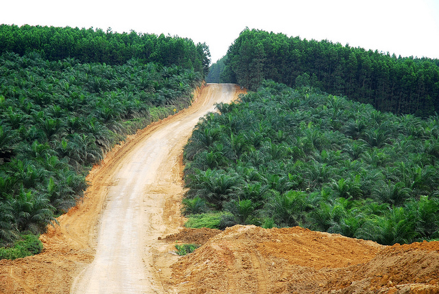 Oil palm plantations in Indonesia are controversial because of their contribution to deforestation 