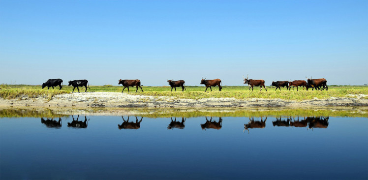 Cattle in the Barotse flood plain, Zambia, by Trinidad del Rio / GLF 2014 photo competition