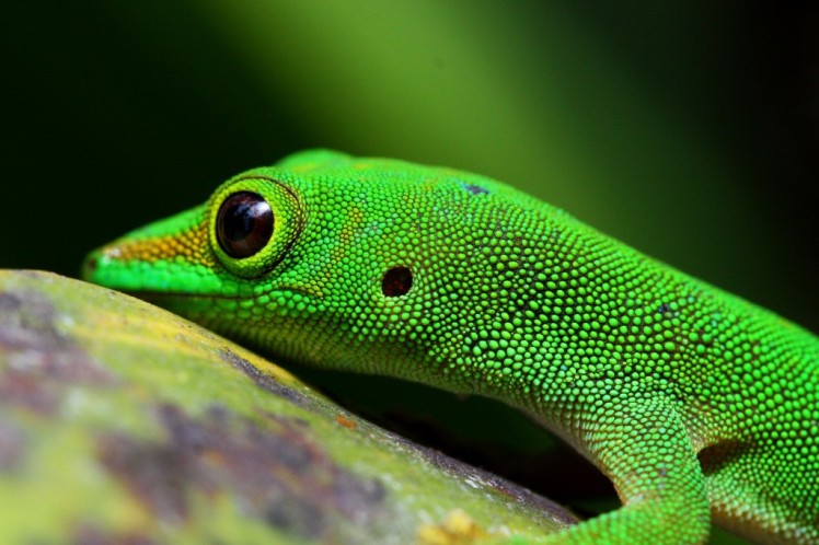 Green-Gecko-–-Sabrina-van-de-Velde-1024x682